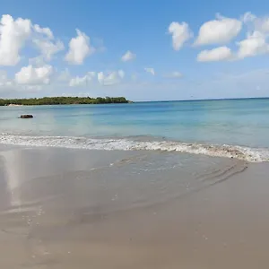 Mahoghany Sainte-Anne
